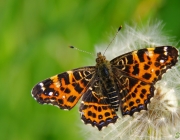 Landkärtchen (Araschnia levana f. levana)