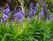 Hasenglöckchen (Hyacinthoides)