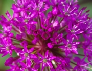 Zierlauch (Allium)