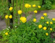 Trollblume (Trollius europaeus)