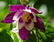 Akelei (Aquilegia)