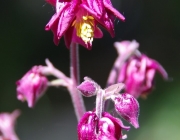 Akelei (Aquilegia)