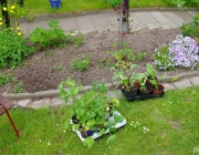 Funkie (Hosta) und Rittersporn (Delphinium)