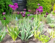 Tulpen (Tulipa) und Zierlauch (Allium)