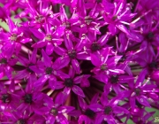 Zierlauch (Allium)