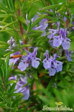 Rosmarin (Rosmarinus officinalis)