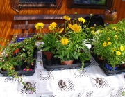 neue Pflanzen für den Garten
