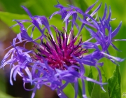 Berg-Flockenblume (Centaurea montana)