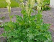 Rhabarber (Rheum rhabarbarum)
