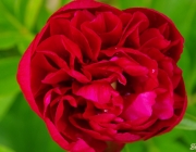 Pfingstrose (Paeonia)