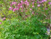 Akelei (Aquilegia)