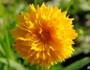 Großblumiges Mädchenauge (Coreopsis grandiflora)