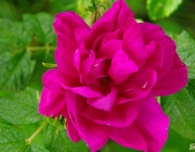 Hecken-Rose (Rosa corymbifera)