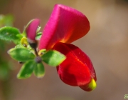 Besenginster (Cytisus scoparius)