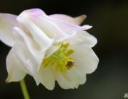 Akelei (Aquilegia)