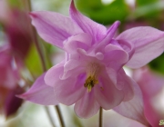 Akelei (Aquilegia)