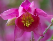 Akelei (Aquilegia)