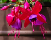 Fuchsien (Fuchsia Cultivars)