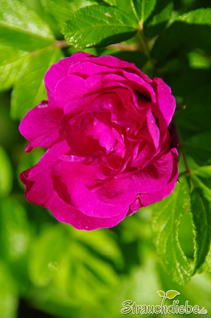 Hecken-Rose (Rosa corymbifera)