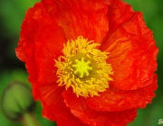 Orientalischen Mohn (Papaver orientale)