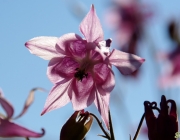 Akelei (Aquilegia)