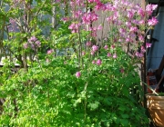 Akelei (Aquilegia)