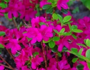 Japanische Azalee (Azalea japonica)