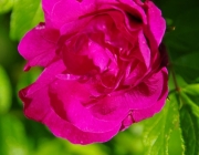 Hecken-Rose (Rosa corymbifera)