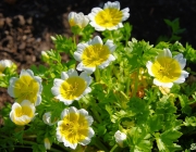 Spiegeleiblume (Limnenthes douglasii)