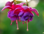 Fuchsie (Fuchsia Cultivars)