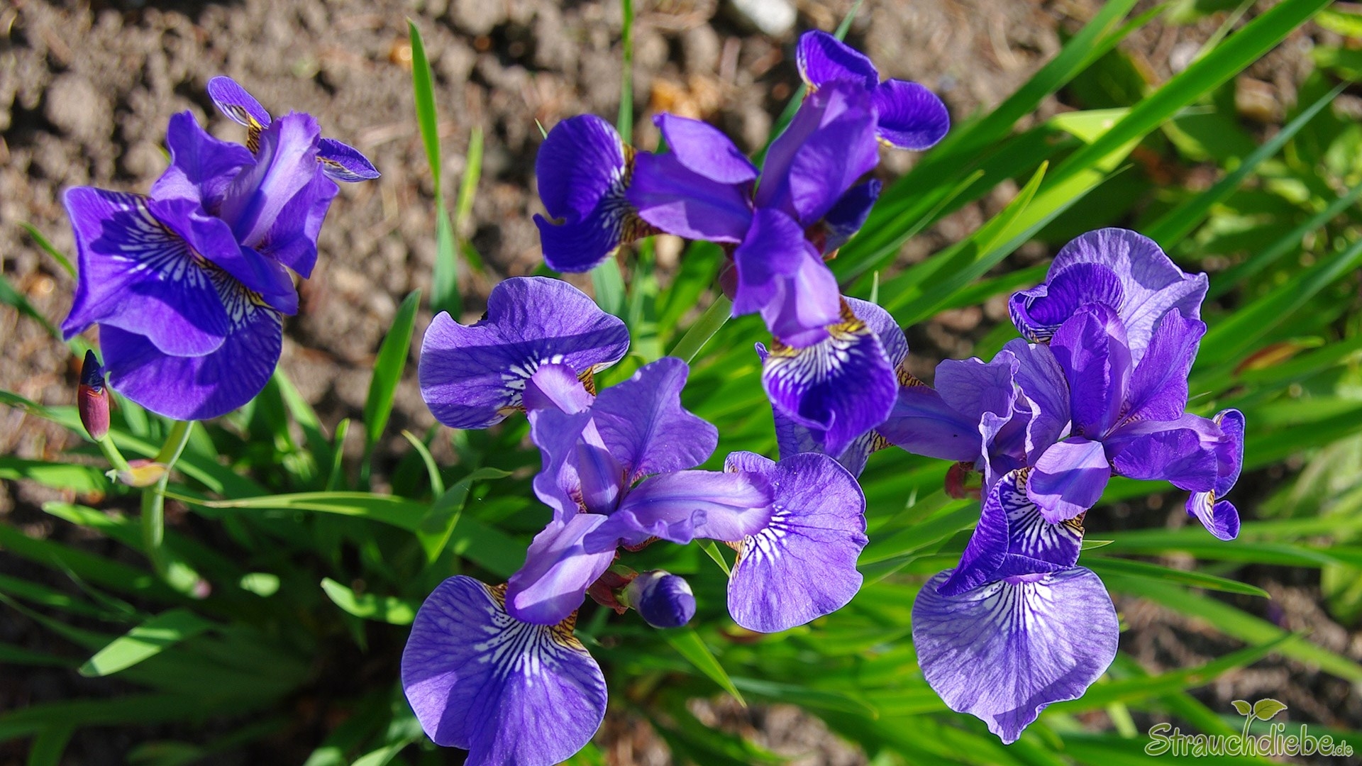 Iris/Schwertlilie (Iridoideae)
