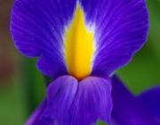 Iris/Schwertlilie (Iridoideae)