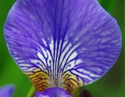Iris/Schwertlilie (Iridoideae)