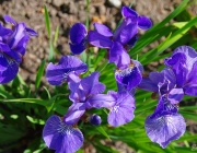 Iris/Schwertlilie (Iridoideae)
