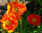 Mohn (Papaver)
