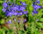 Große Ehrenpreis (Veronica teucrium)