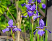 Iris/Schwertlilie (Iridoideae)