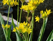 Goldlauch (Allium moly)