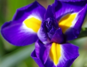 Iris/Schwertlilie (Iridoideae)