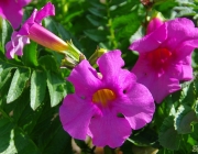 Gartengloxinie (Incarvillea delavayi)