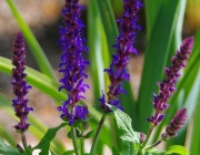 Zier-Salbei (Salvia nemorosa)