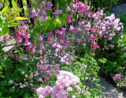 Akeleiblättrige Wiesenraute (Thalictrum aquilegiifolium)