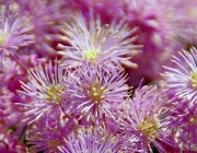 Akeleiblättrige Wiesenraute (Thalictrum aquilegiifolium)