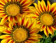 Gazanie (Gazania)