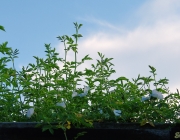 Hunds-Rose (Rosa canina)