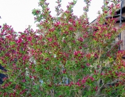 Weigelie (Weigela) "Bristol Ruby"