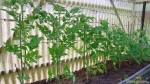 Tomaten