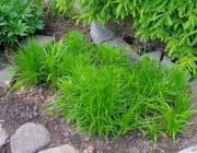 Prachtscharte (Liatris spicata)