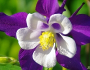 Akelei (Aquilegia)