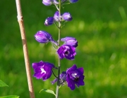Rittersporn (Delphinium)